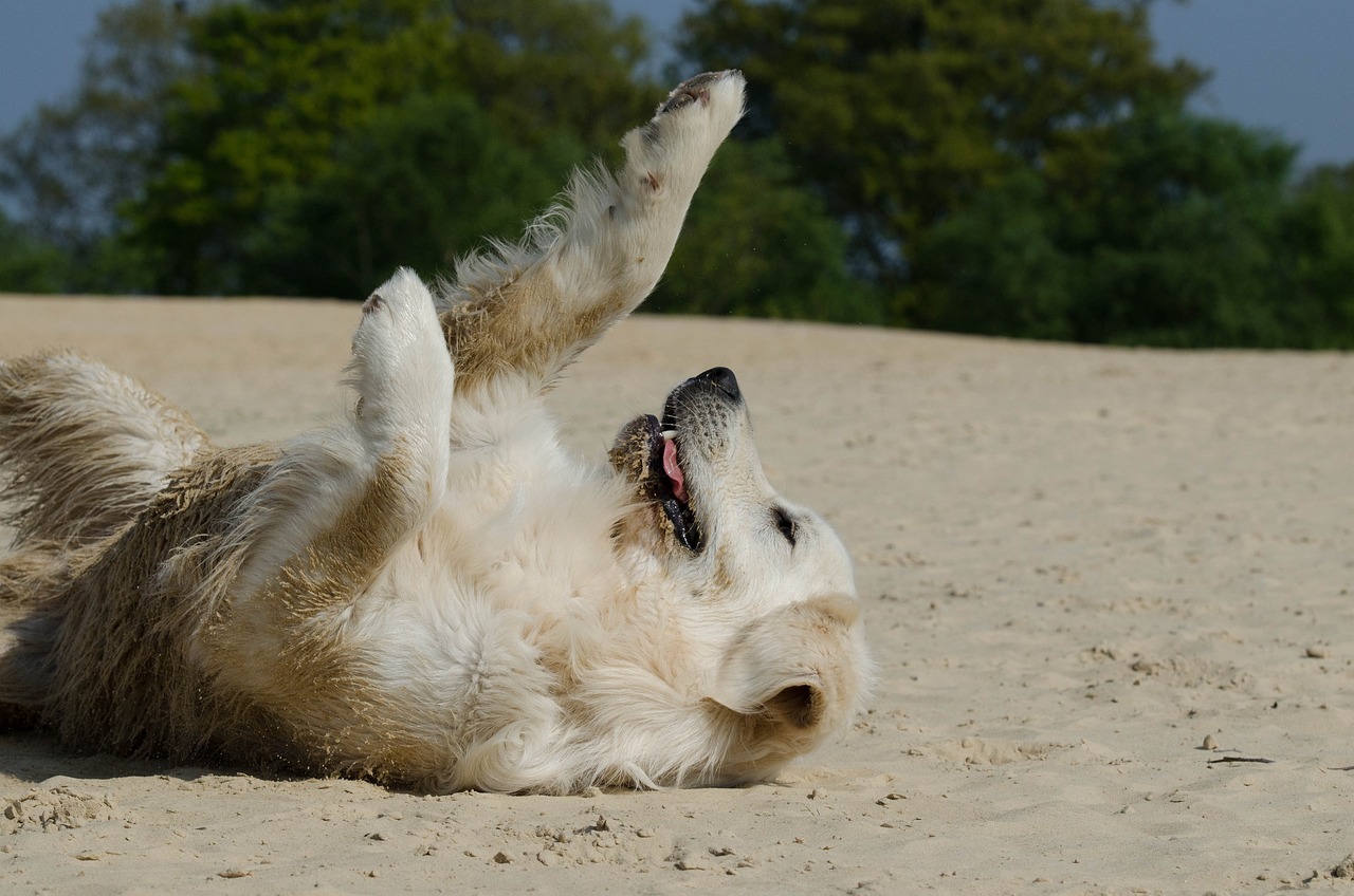 The Unique Traits of the Nova Scotia Duck Tolling Retriever